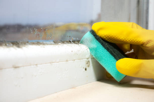Best Mold Damage Repair  in Pioneer Village, KY