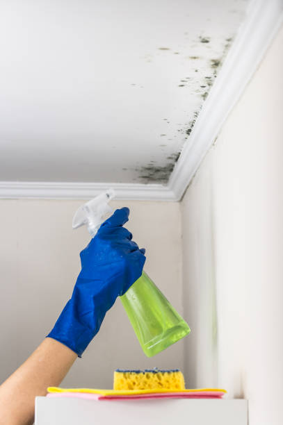 Best Attic Mold Removal  in Pioneer Village, KY